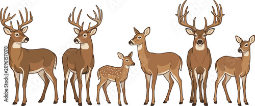 Schilderij op canvas White tailed deer family vector icon set featuring majestic horned stags buck do