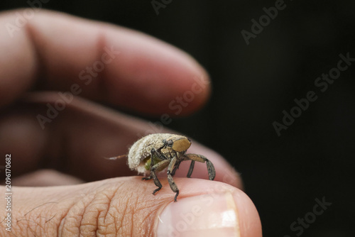 Foto Small beetle perched on fingertip with gentle human touch, shallow depth of fiel