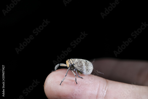 Canvas Print Small fuzzy moth perched on fingertip against black background, close up macro c