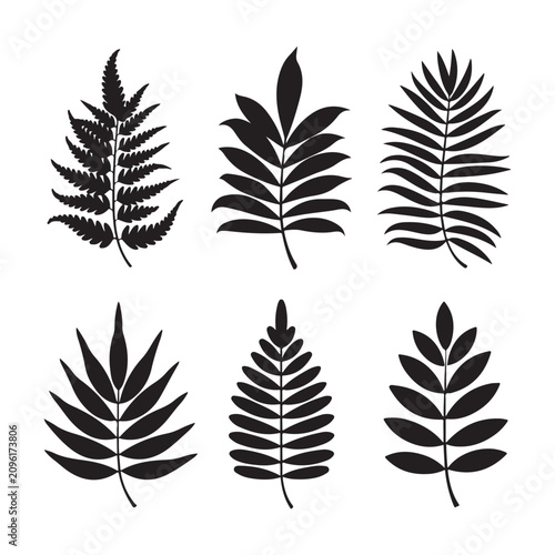 Detailed vector illustration of fern leaves in black silhouette illustration on a white background