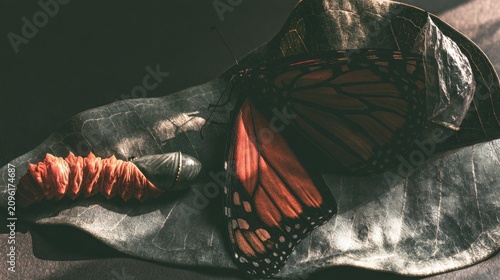 Monarch butterfly resting on dark dried foliage.