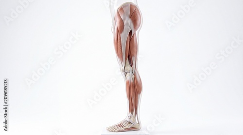 Leg anatomy muscle bone human medical illustration side view lower limb skeletal educational science healthcare