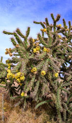 Quadro su tela Cane cholla (Cylindropuntia imbricata), also known as tree cholla or walking stick cactus, against a blue sky