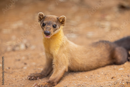 Foto The yellow-throated marten  is an Asian marten species