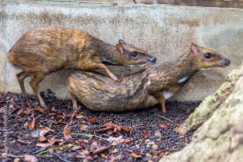 A male Greater Mouse Deer (Tragulus napu) mounts a female during courtship and mating behavior, displaying natural reproductive behavior.