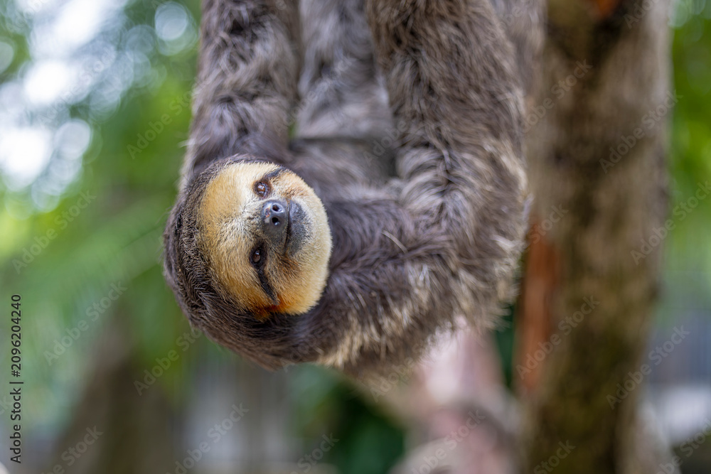 Fototapeta premium A Pale throated Sloth (Bradypus tridactylus) clings to a tree branch, displaying its shaggy fur and slow, deliberate movements.
