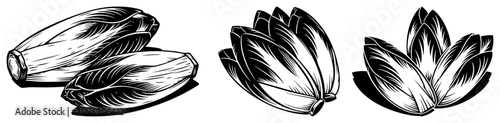 Canvastavla Fresh chicory vegetable collection in detailed vintage engraving style