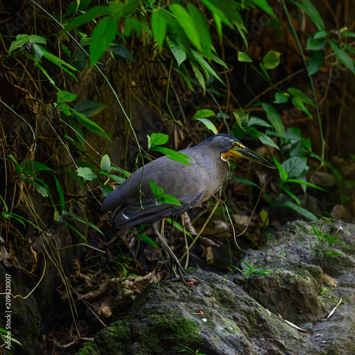 Foto An adult Bare-throated Tiger-Heron (Tigrisoma mexicanum) walking near a stream in Costa Rica
