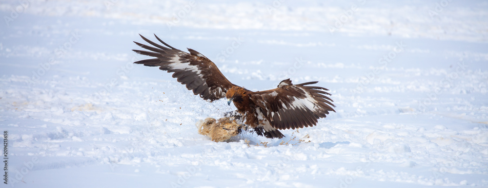 Fototapeta premium A large eagle caught a fox against a backdrop of snow. A bird of prey hunts its prey. A golden eagle sits in the snow, clinging to its prey. Falconry. A national tradition of Asia. Berkutchi,