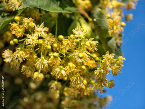 Blooming linden tree showcasing Tilia species group used in urban landscaping and valued for shade and seasonal floral display