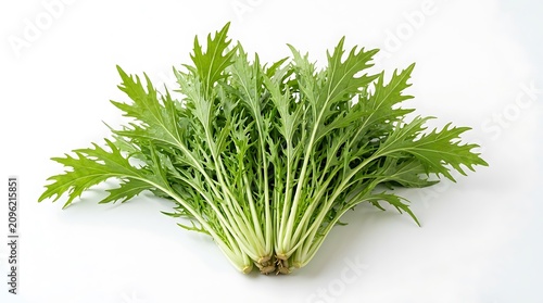 Fresh green parsley bunch on white background.