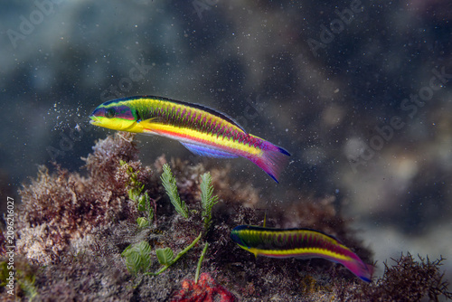 Fotografía A Cortez rainbow wrasse (Thalassoma lucasanum) in the Pacific Ocean off the coast of Costa Rica