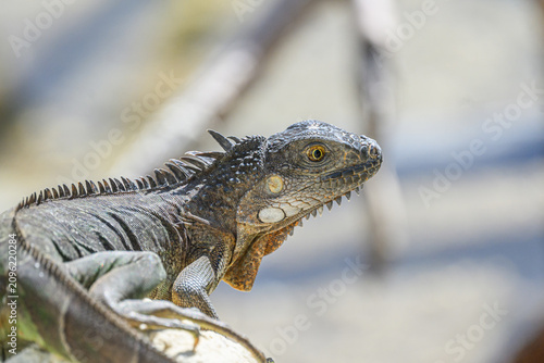 Cuadro en lienzo An invasive  Green Iguana (Iguana iguana) on a coral rock in the Florida Keys, USA