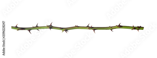 Obraz na płótnie A branch with thorns isolated on a white background