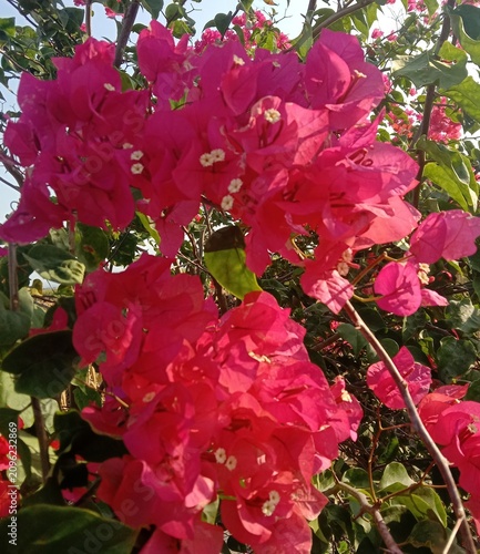 Pink Bougainvillea Flowers Blooming in Garden, Vibrant Tropical Ornamental Plant with Colorful Blossoms in Natural Sunlight