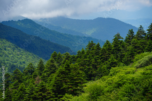 Картината върху платно A scenic landscape view of the lush green mountains and dense forests located in