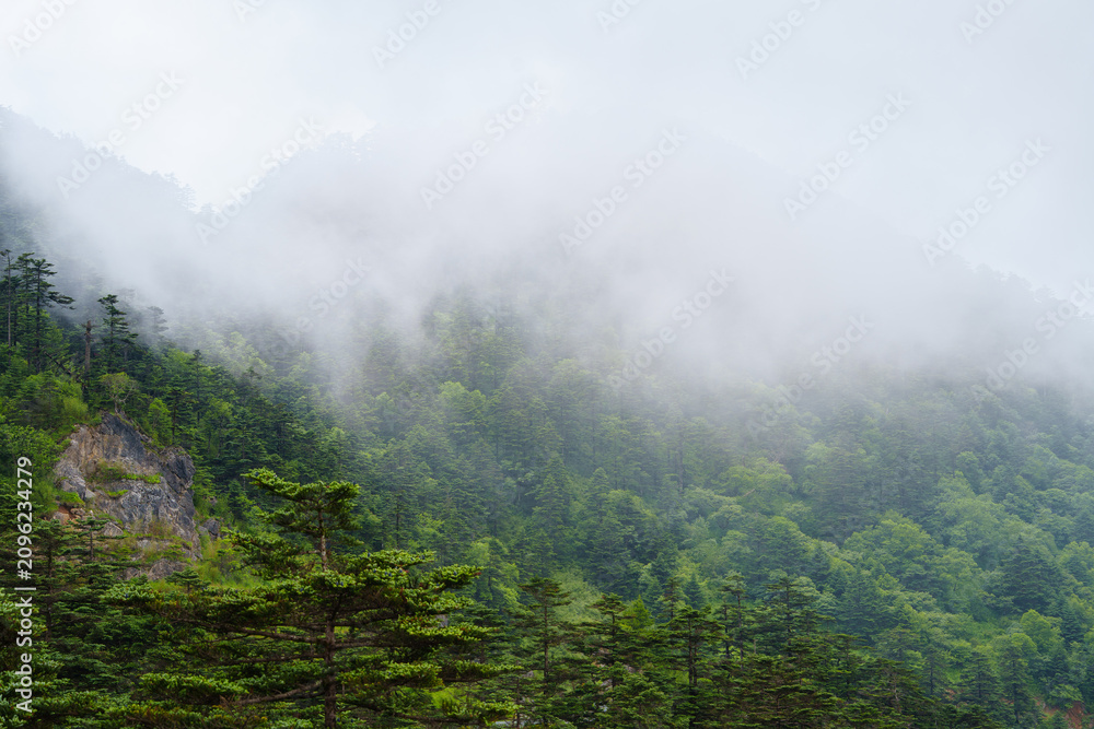Obraz premium Dense clouds and mist cover the lush green forest mountains in the Shennongjia Forestry District of China during a quiet and peaceful day in the wilderness