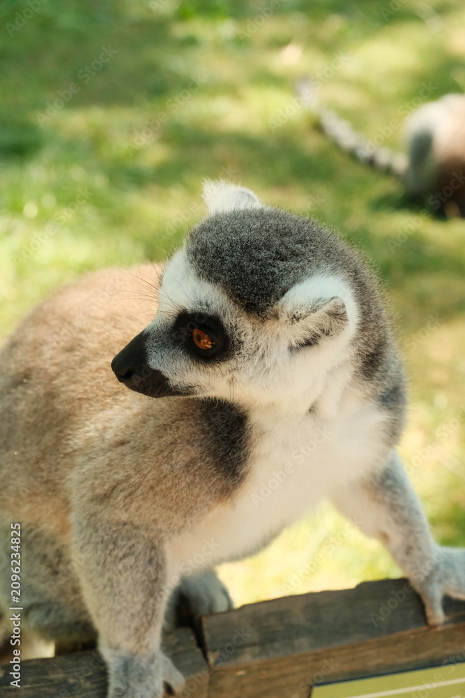 Fototapeta premium ring tailed lemur