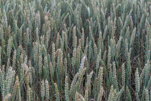 Fotografía Green wheat ears growing in a farmland field
