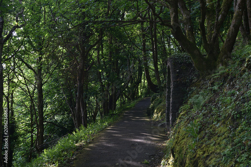 Pathway footpath through woodland walk in early Springtime