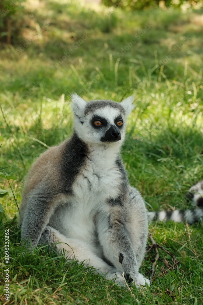 Fototapeta premium ring tailed lemur catta