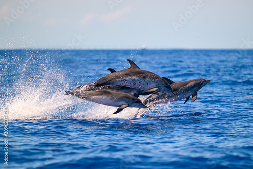 Fotografía A pod of Atlantic spotted dolphins (Stenella frontalis) leaping from the water (porpoising) off the coast of the Florida Keys, Florida, USA