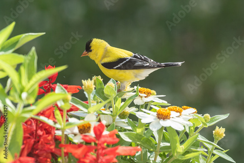 Goldfinch bird perched on top of colorful zinnia flowers in garden