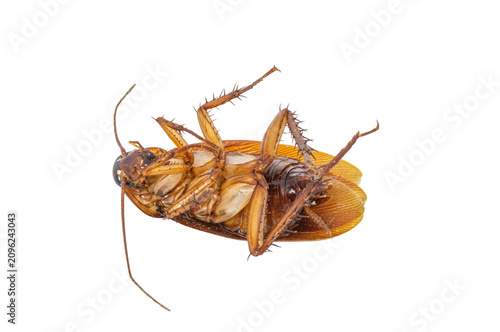 A macro, top-down studio shot shows a dead brown cockroach lying upside down on its back against a seamless, solid white background, revealing the intricate details of its legs and underbelly.