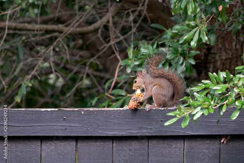 Vászonkép Eastern Gray Squirrel gnawing at a pine cone to get at the seeds inside; on a dark gray fence with tree branches and green foliage in the background