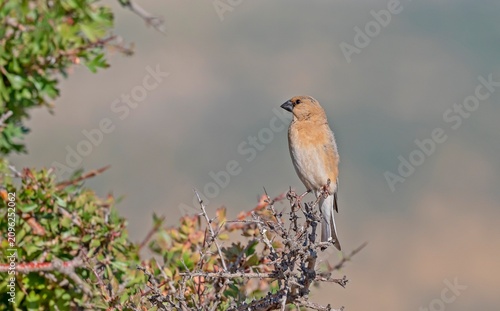 A Desert Finch (Rhodospiza obsoleta) perched on a wild yellow hawthorn tree in its natural habitat.
