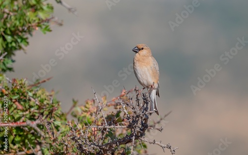 A Desert Finch (Rhodospiza obsoleta) perched on a wild yellow hawthorn tree in its natural habitat.