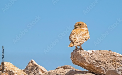 A Little Owl (Athene noctua) perched on rocks in its natural habitat in the countryside of Mardin, Türkiye.