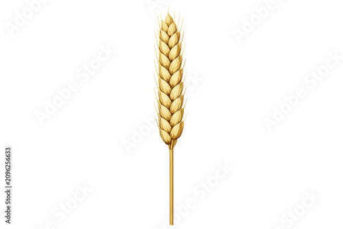 Golden wheat ear on white background.