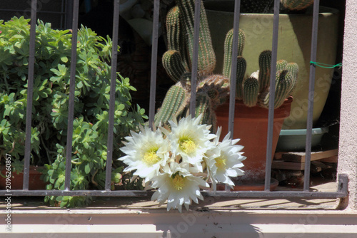 bouquet de fleures éphémères