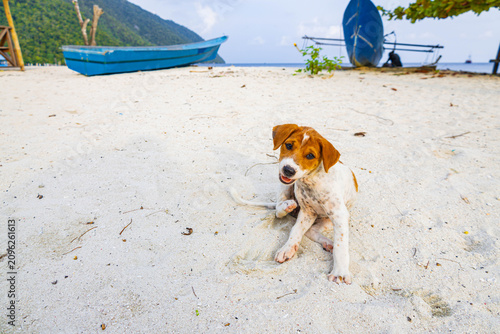 Small dog plays with coconut on the beach