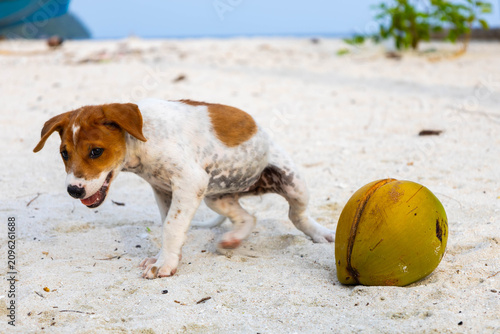 Schilderij op canvas Small dog plays with coconut on the beach