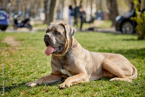 Фотография Strong and elegant Cane Corso dog walking in a spring park