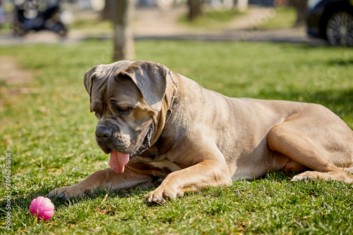 Strong and elegant Cane Corso dog walking in a spring park. enjoying a sunny day outdoors, surrounded by fresh green trees and blooming nature. Concept of pet care, active lifestyle, loyal companion.