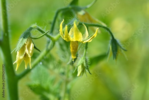 Tomato flower macro close up. Summer vegetable garden.