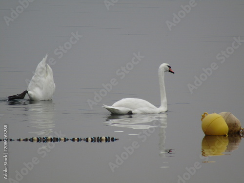 cigni bianchi nel lago