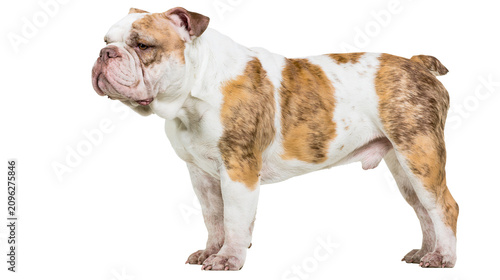 Foto Brindle and white bulldog standing, isolated on transparent background