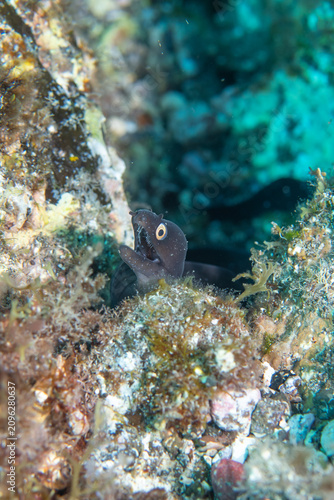 Fotografie Moray Eel Peeking From Rocky Reef Crevice Underwater