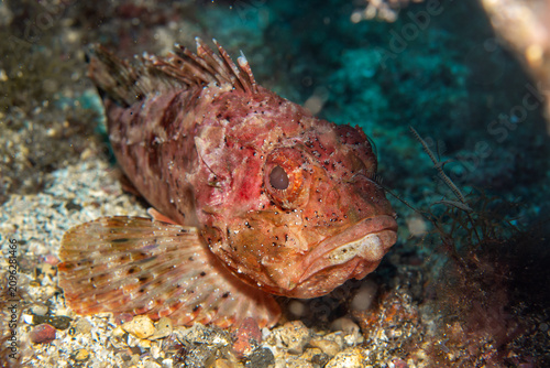 Foto Macro Face Portrait of Red Scorpionfish (Scorpaena notata) Among Rocky Reef in T