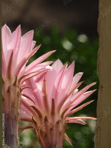 pink cactus flower