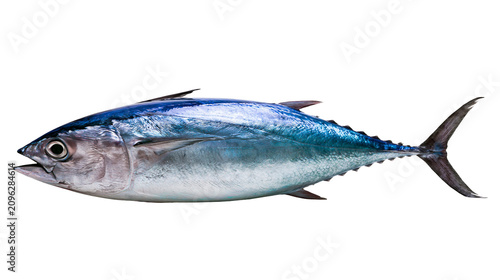 Fresh whole tuna fish with blue and silver scales, isolated on transparent background