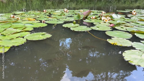Tranquil pond scene with water lilies (Nymphaea), also known as pond lilies or lotus-like flowers. Suitable for nature visuals, botanical references, spa and wellness designs.