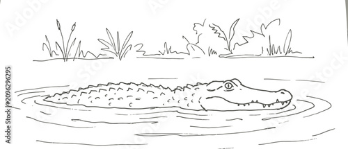 hand drawn vector illustration of a crocodile in the water