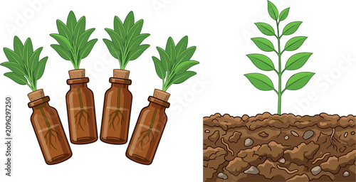Fotografía Small Brown Glass Medicine Vials with Cork Stoppering and Growing Green Plant Sp