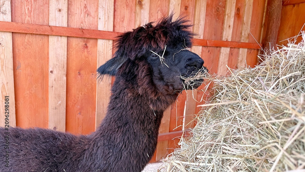 Fototapeta premium Black Llama Eating Hay on a farm