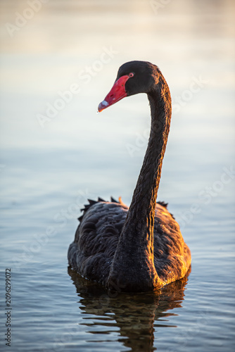 Black swan swimming on swan river in Perth, Western Australia at sunrise